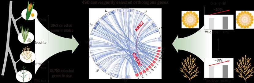 我国科学家发现茶叶鲜味流失的奥秘