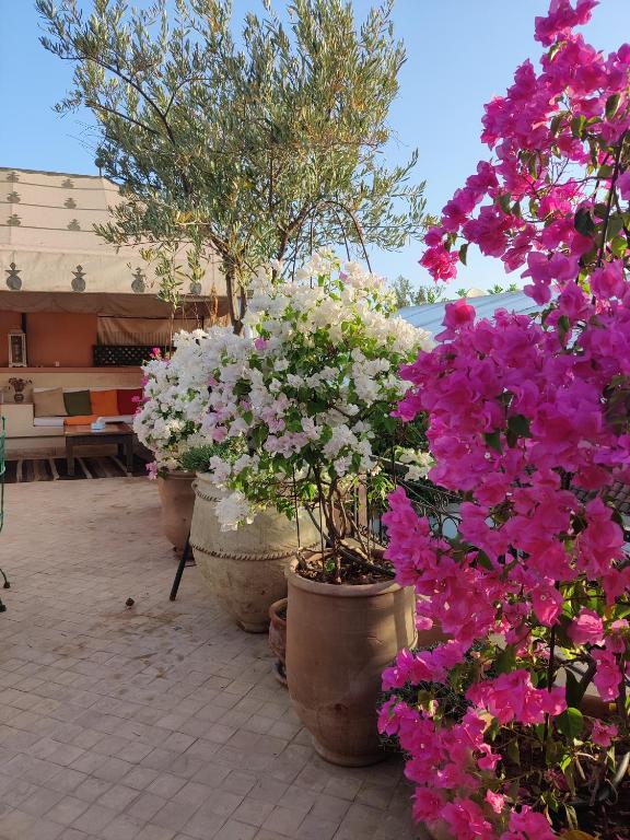 摩洛哥预计2025年农业势头良好