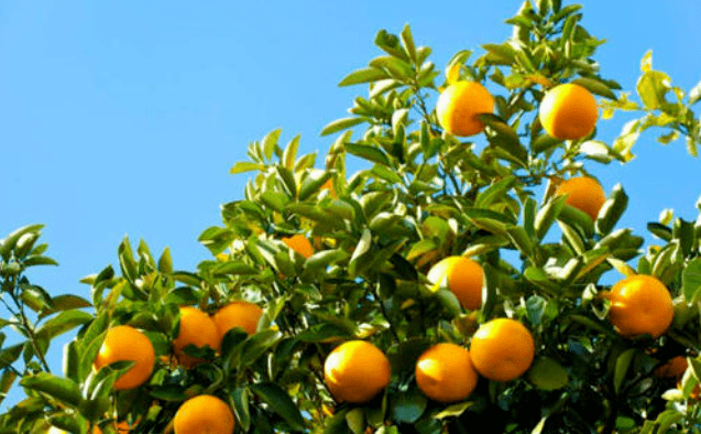 摩洛哥柑橘类水果进军日本市场