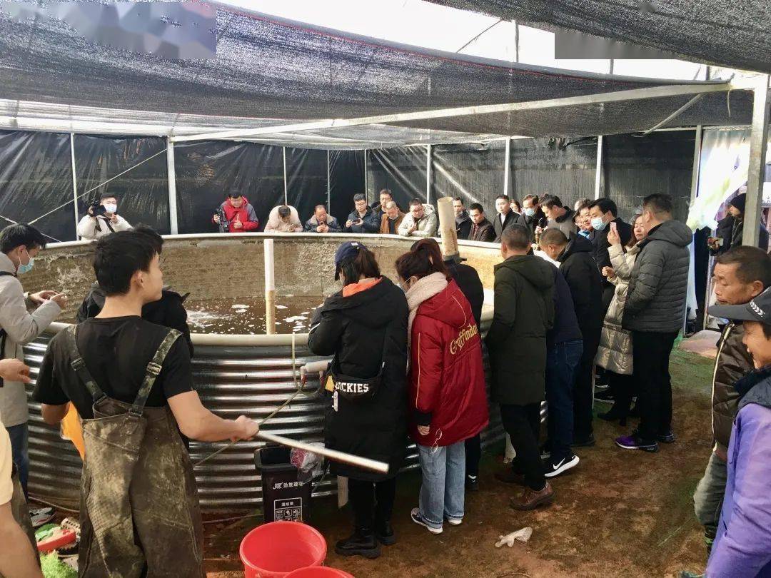 永顺生物获得发明专利授权：“一种鳜鱼脑细胞克隆细胞株的构建方法”