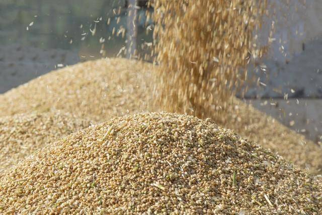 夏粮收购忙，新麦质优价稳 全国现存粮食相关企业超23.5万家