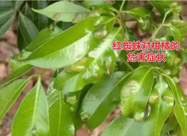 扬农化工获得发明专利授权：“一种杀虫和杀螨制剂及其应用”