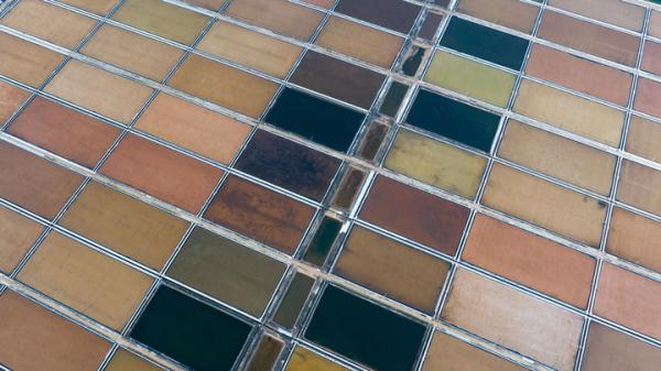 光明乳业披露总额5390万元的对外担保，被担保方为江苏银宝光明牧业有限公司