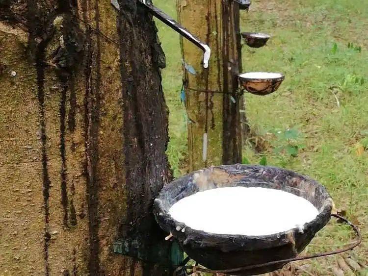 柬埔寨橡胶产业上半年创收超3亿美元