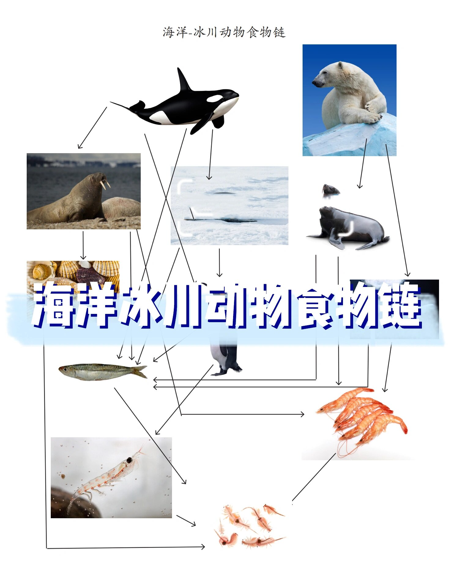 新研究显示南极海域食物网基础发生重大变化