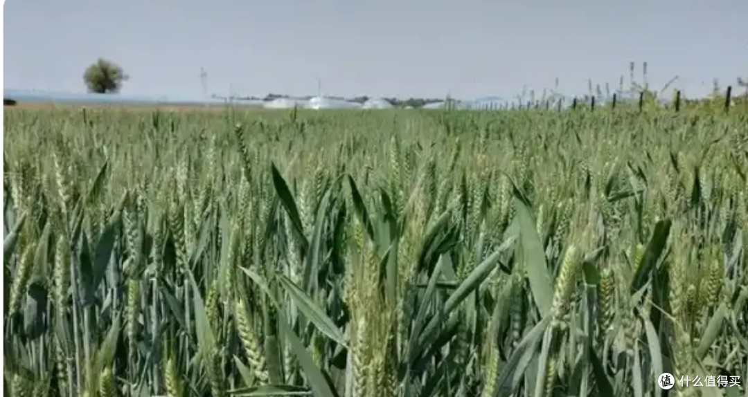 巴西2025/26年度粮食产量将创历史新高