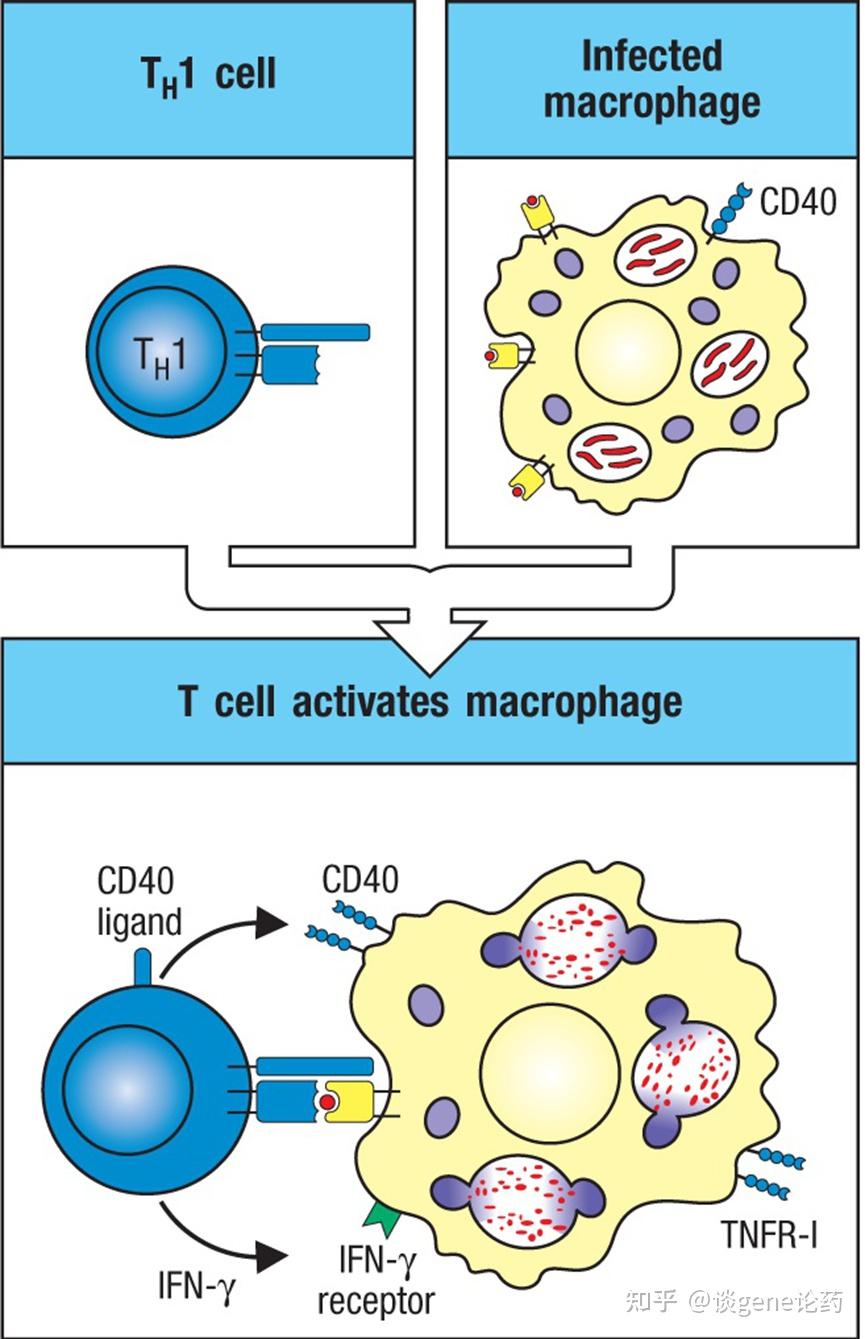 新研究让某些T细胞“弃恶从善”以治疗自身免疫疾病