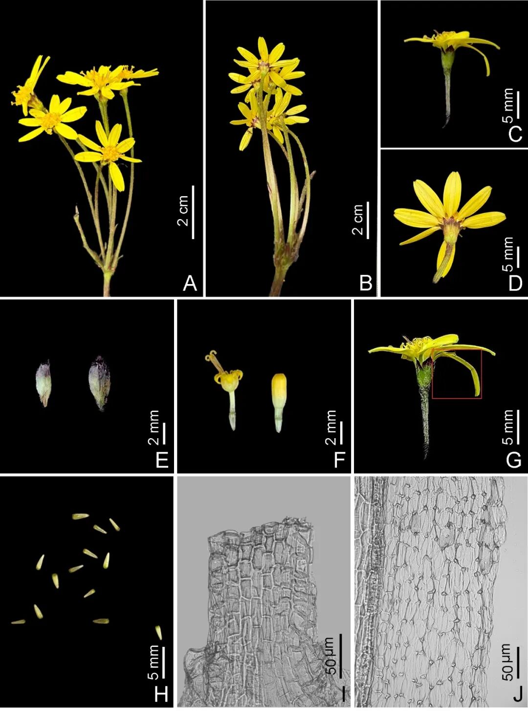 四川发现新物种马边鼬