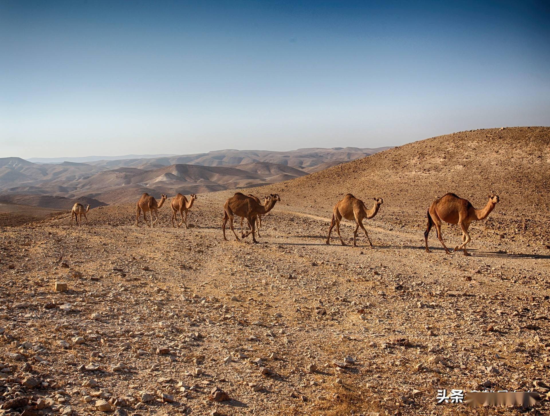 阿联酋非石油行业增长放缓，迪拜PMI创多月新高
