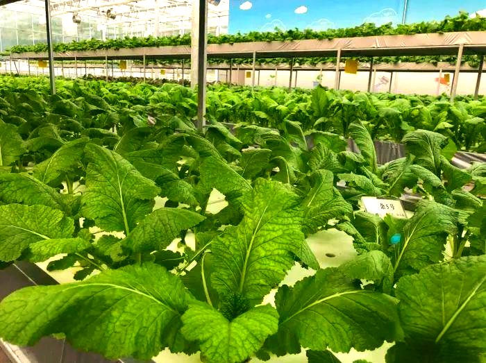 涪陵榨菜：已制定未来三年股东分红回报规划