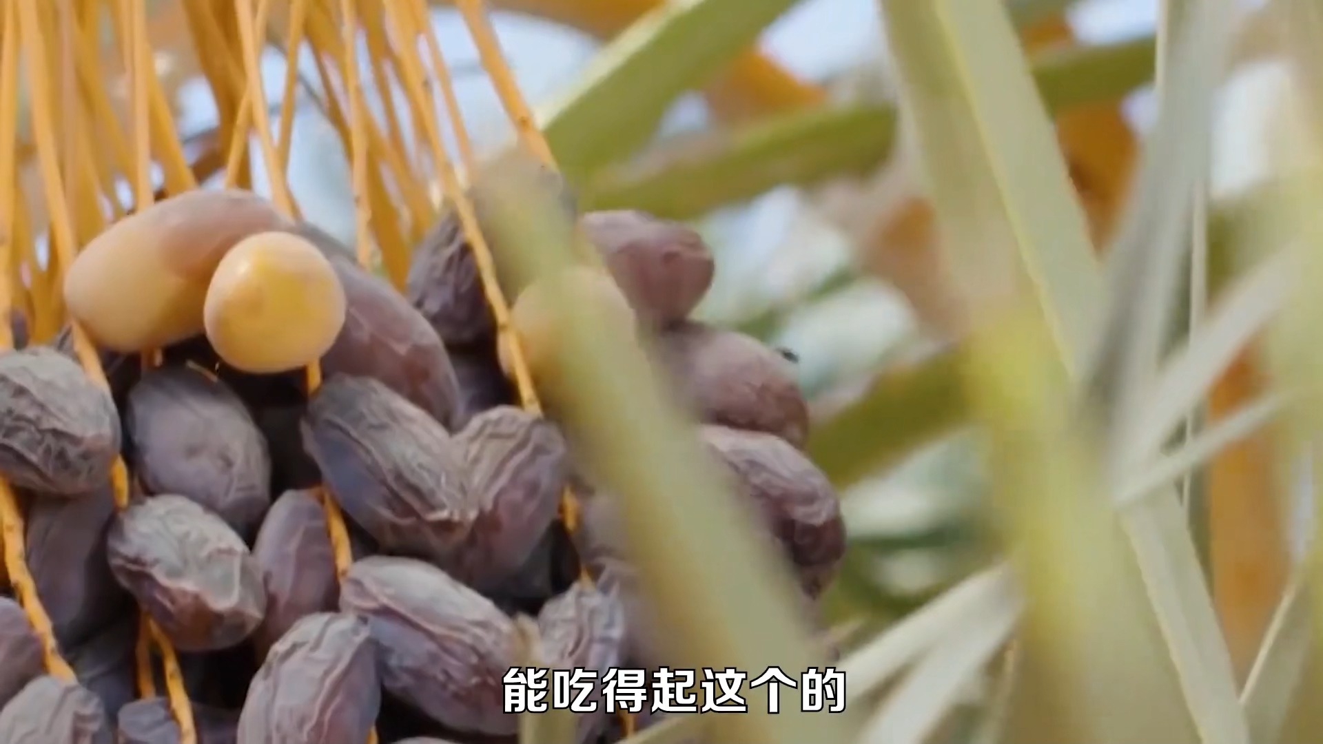 阿尔及利亚成功将本国椰枣特色纳入国际标准