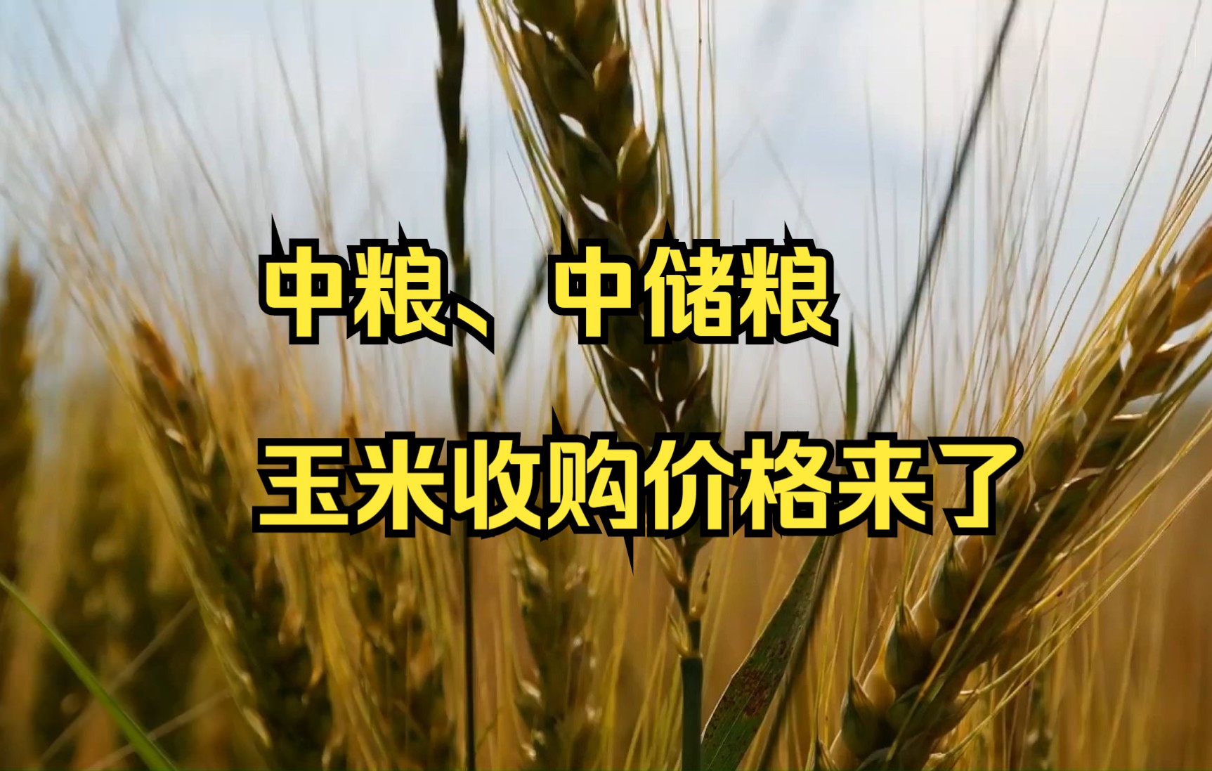 中粮科技：玉米质量智能检验应用实现毫秒级判断