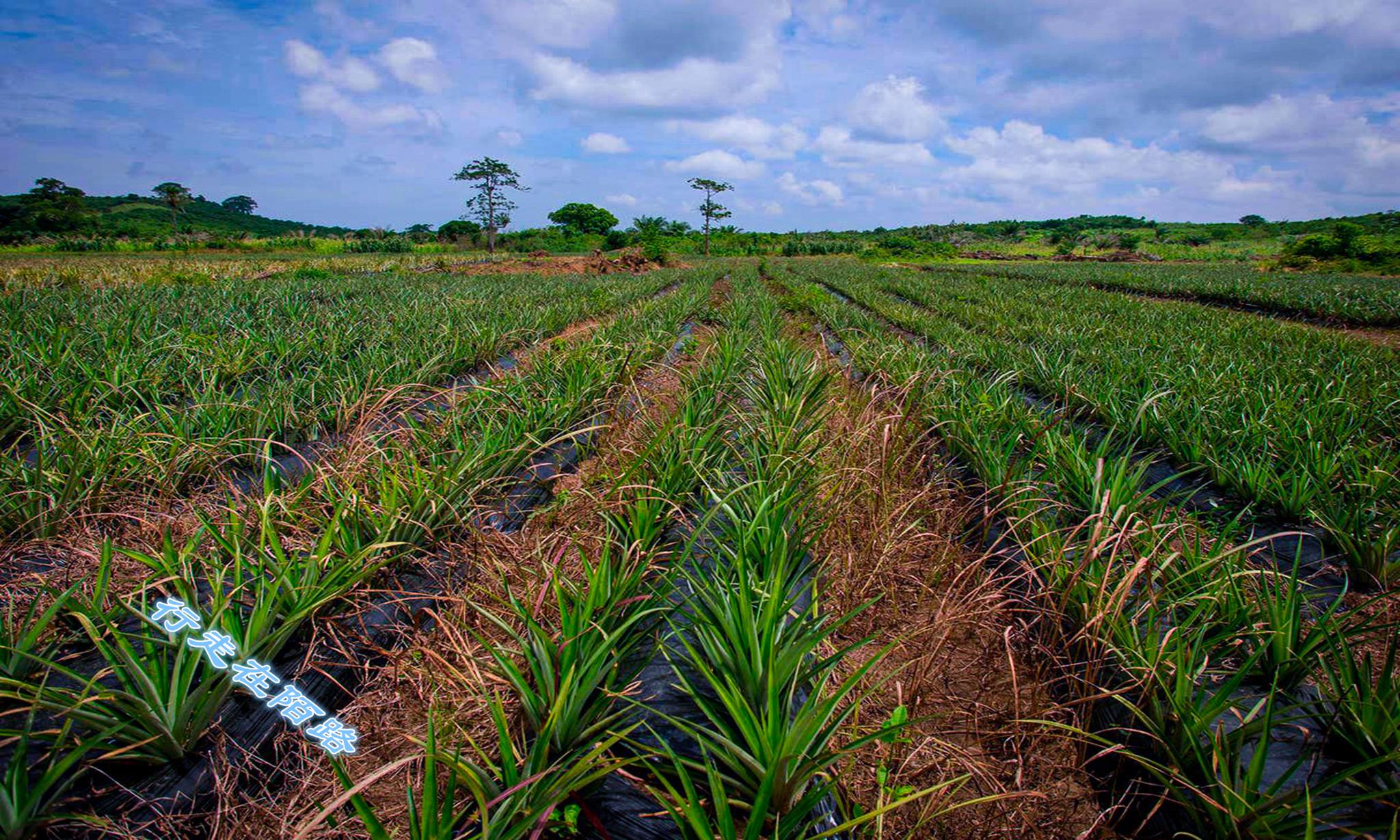 加纳公共债务三个月激增700亿赛地