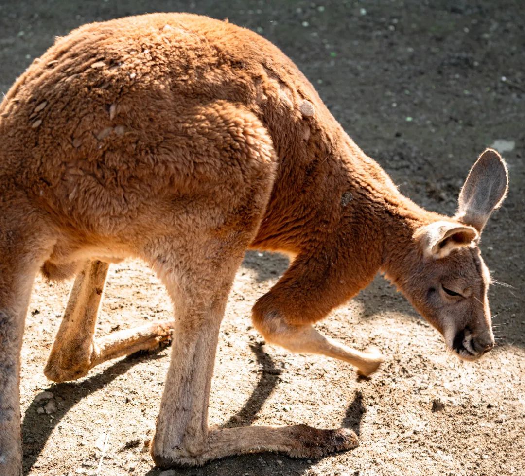 科学圆桌会·趣谈2025丨动物考古学家：这一年，动物与人类“同行”的故事又上新了