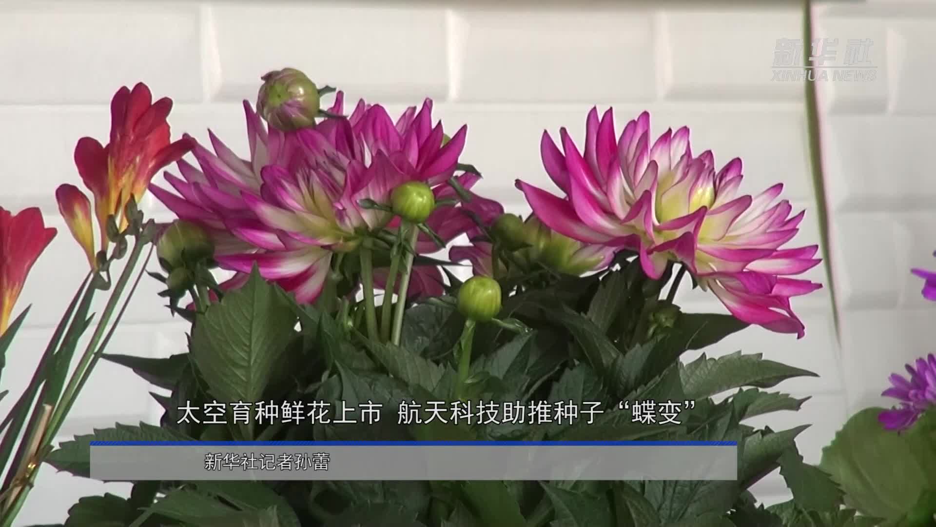 神农种业：庆油系列油菜种子登陆太空参与育种实验