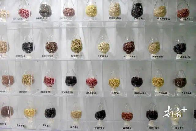 神农种业：庆油系列油菜种子登陆太空参与育种实验