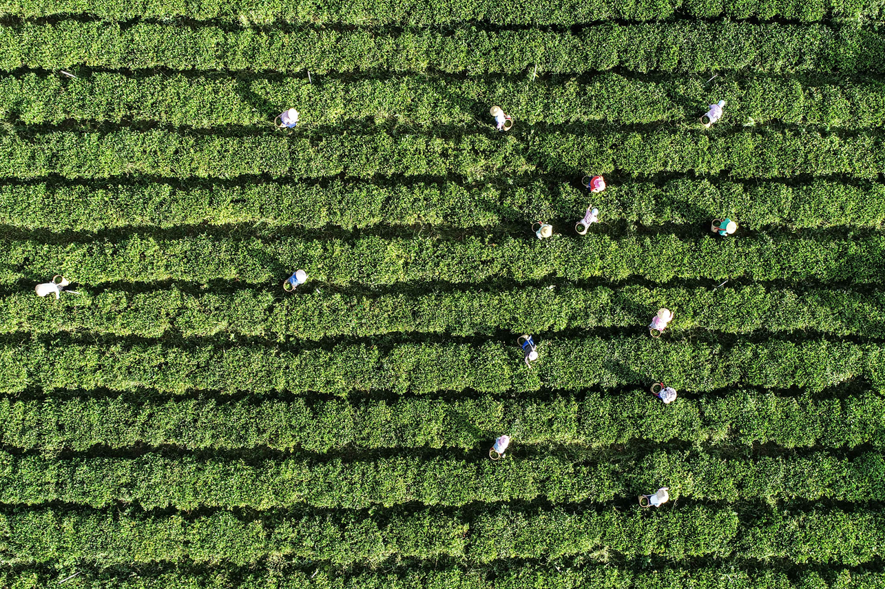 中国援助毛里塔尼亚畜牧业技术示范项目荣获全球最佳减贫案例