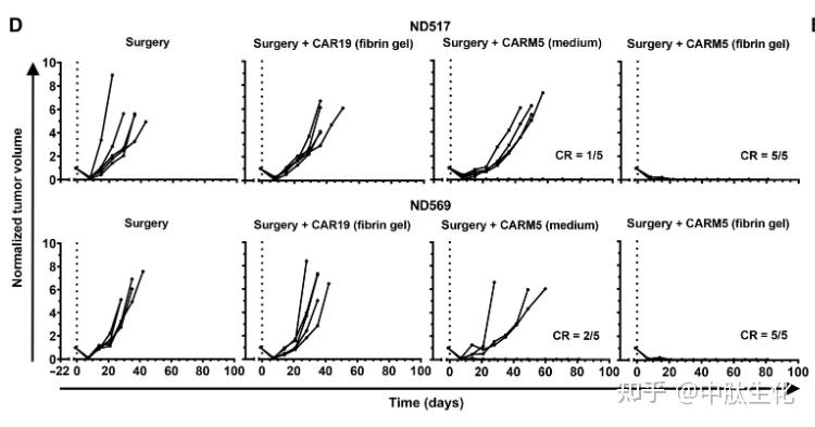 科研人员给肿瘤细胞打上“可清除”标签