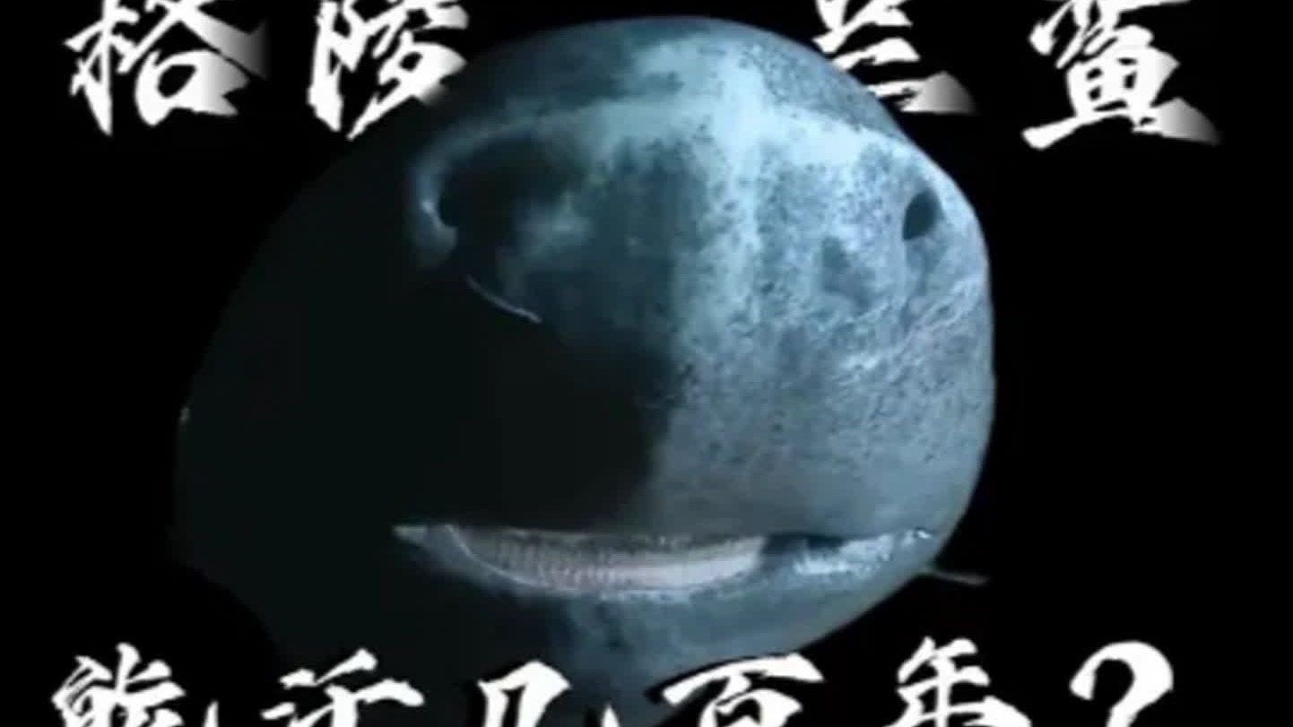 研究发现格陵兰睡鲨可对抗心脏衰老影响