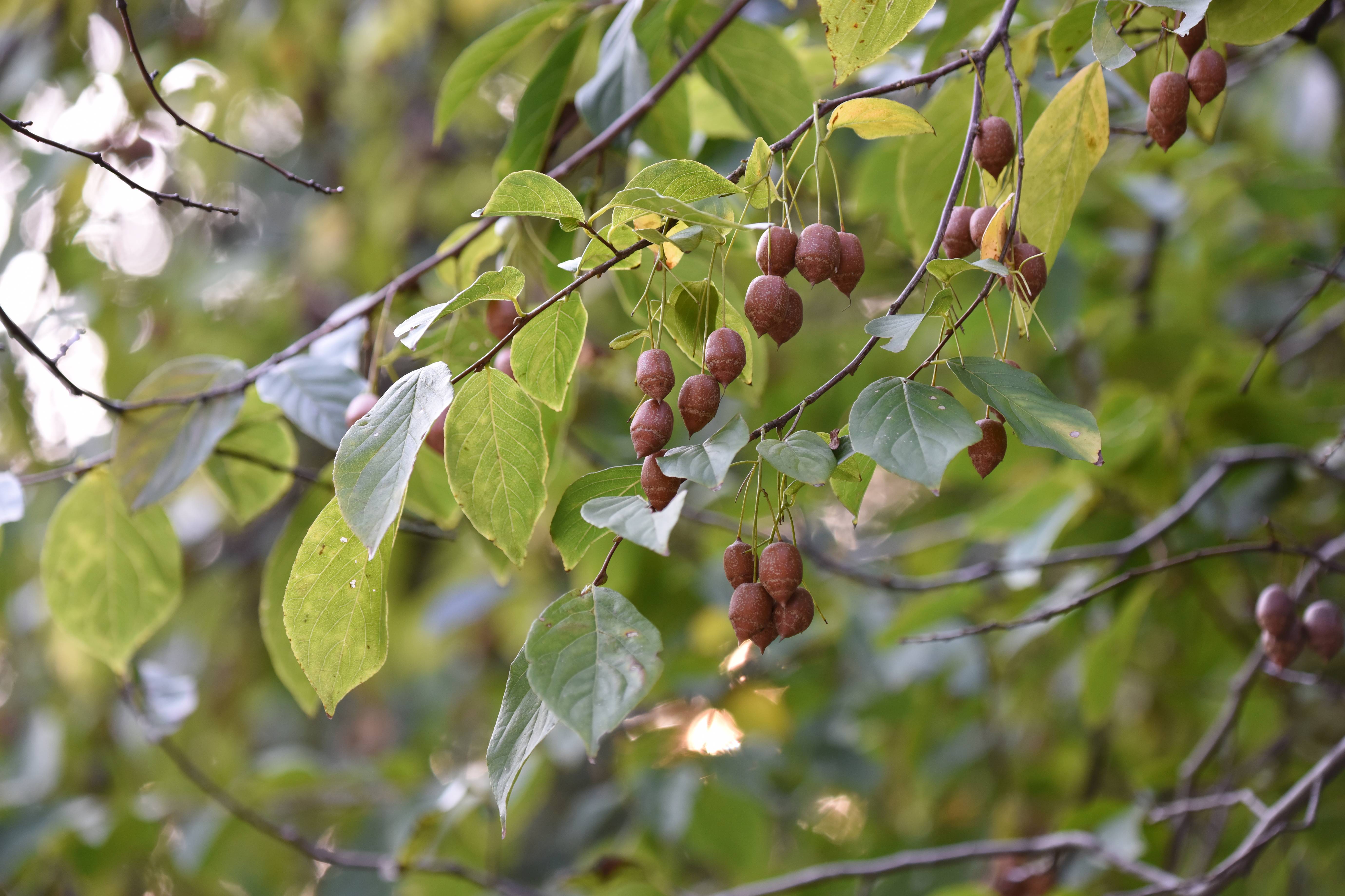 木材：在喀麦隆，6种已登记树种占全国产量的70%