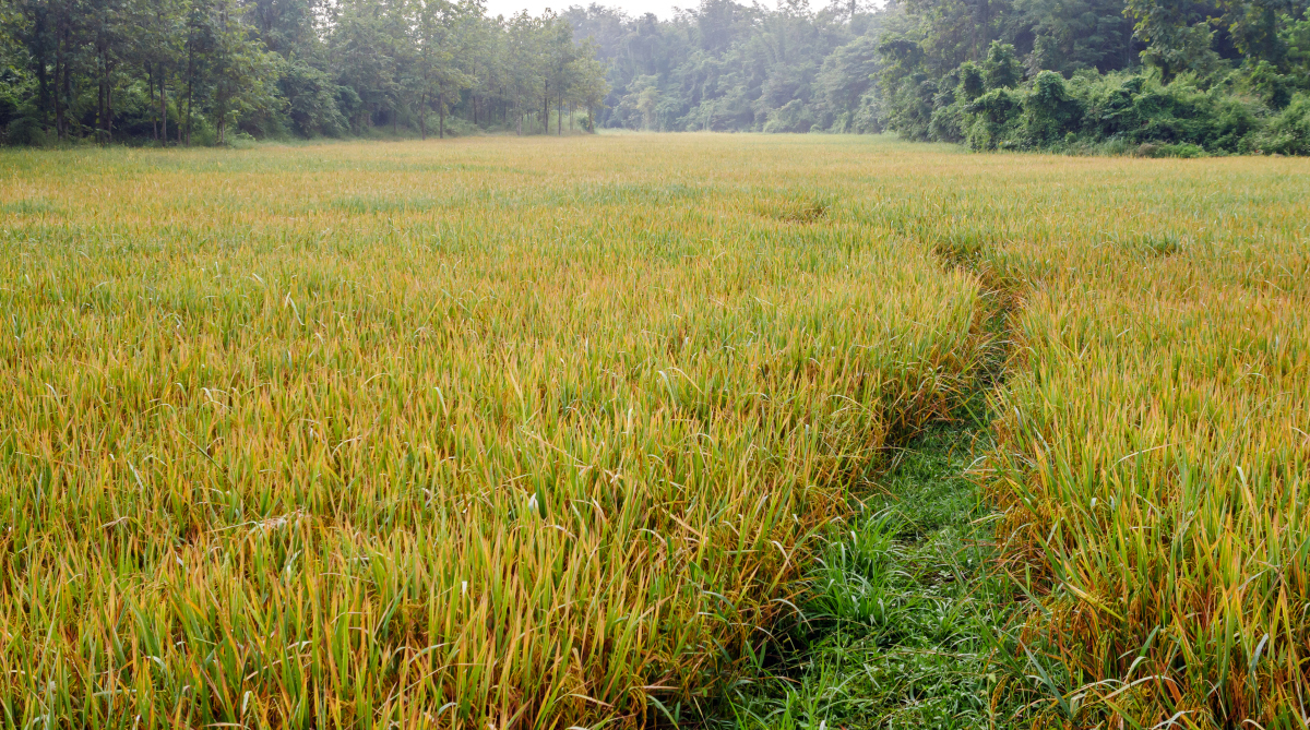 哥伦比亚工农业出口15年来首次超过传统产品
