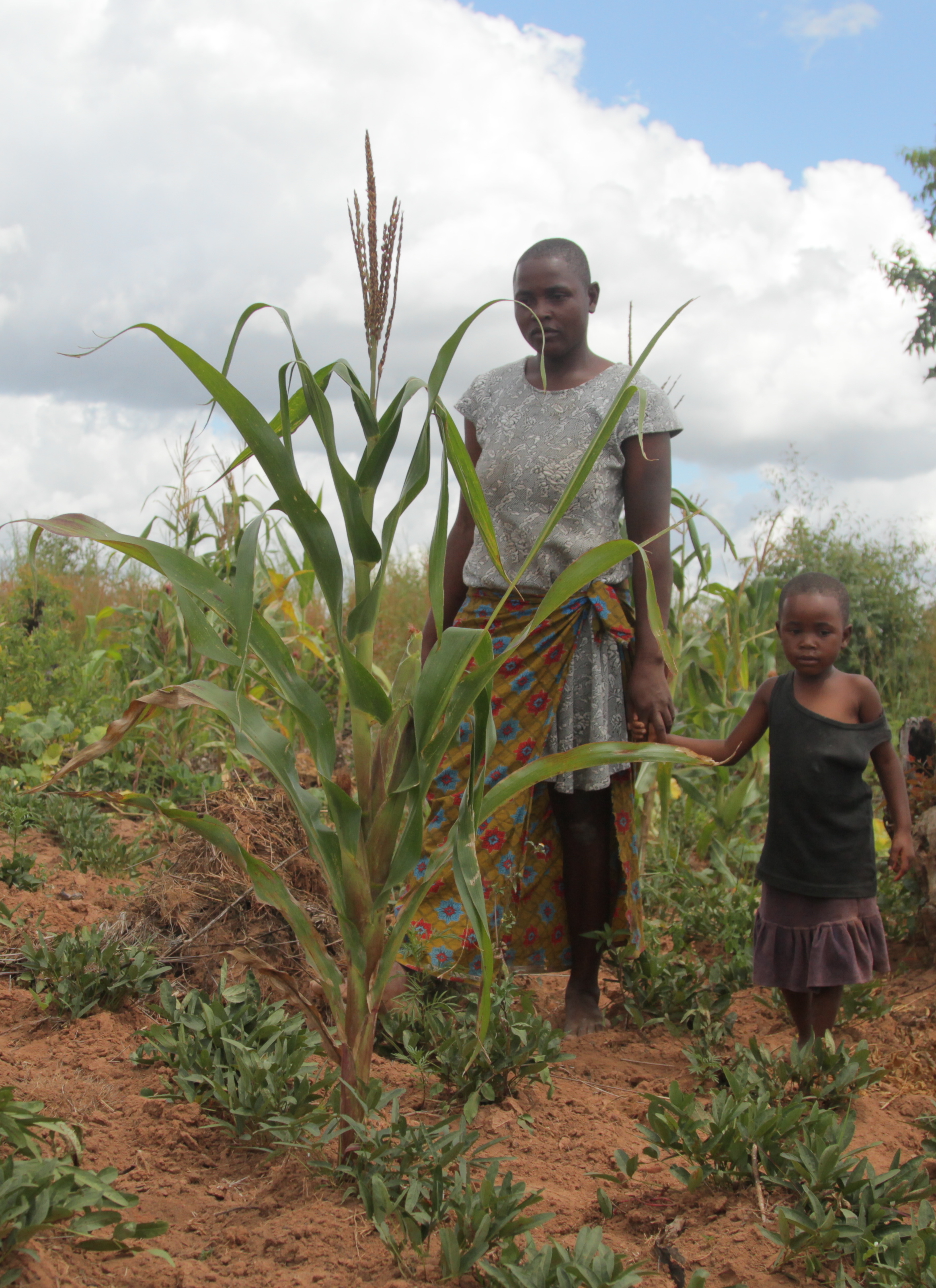 津巴布韦实施粮食本地采购新规以逐步减少进口依赖