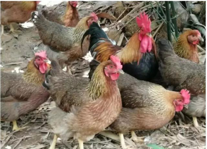 “清远鸡王” 天农集团赴港 IPO，家族成员集中管理层：夫妻掌舵，子女及侄子跻身高管