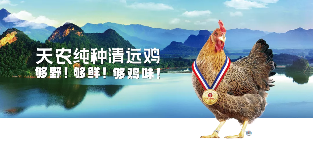 “清远鸡王” 天农集团赴港 IPO，家族成员集中管理层：夫妻掌舵，子女及侄子跻身高管