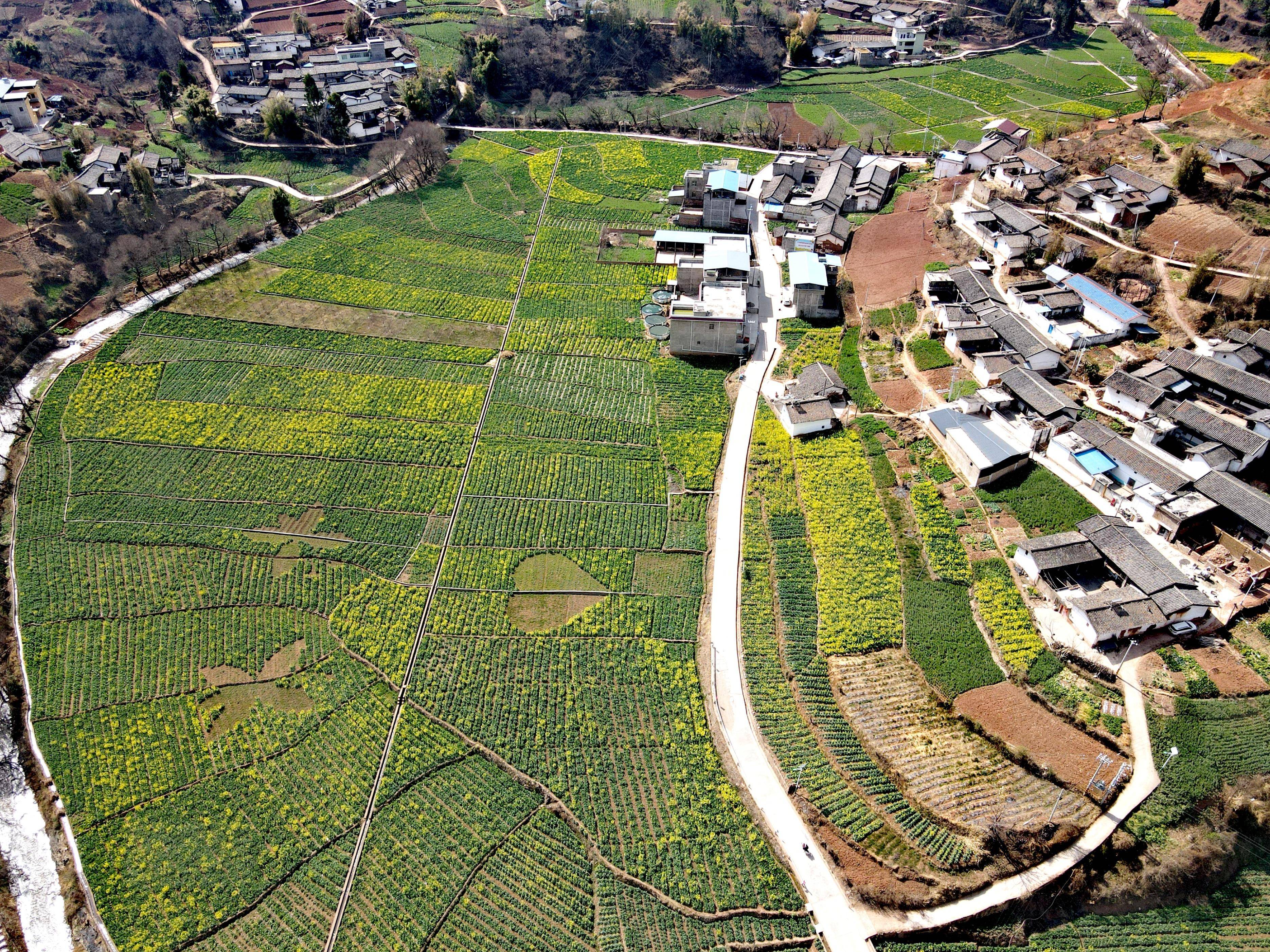 阳光财险总经理助理、总精算师冯雪隐：为全面推进乡村振兴、建设农业强国贡献更多阳光力量