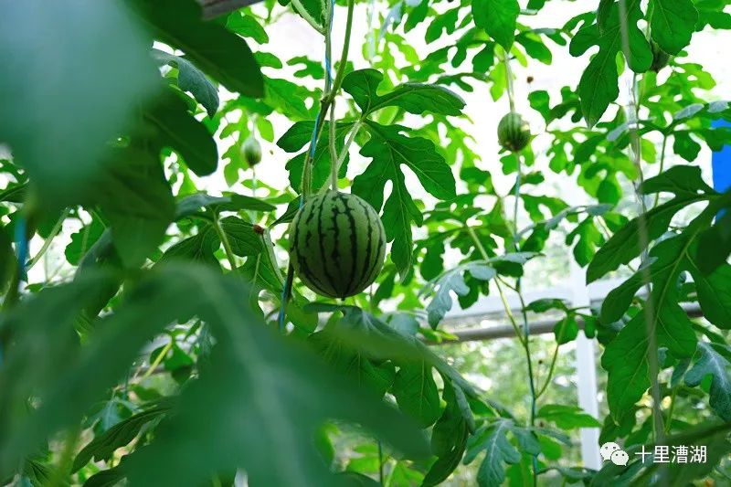 津巴布韦政府大幅削减农业税费与许可费