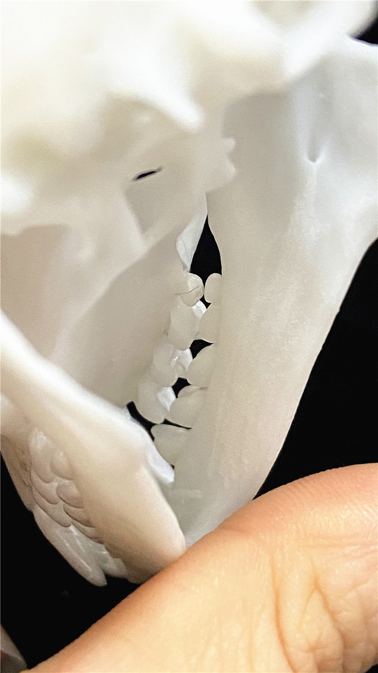 芬兰开发出能模仿天然骨骼的3D打印植入材料