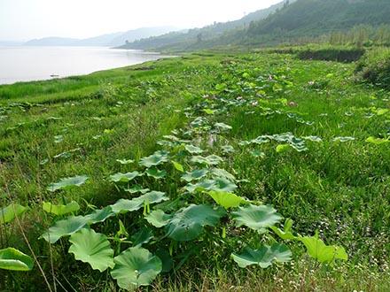 中国三峡集团:三峡库区特有珍稀植物迁地保护成活率超九成