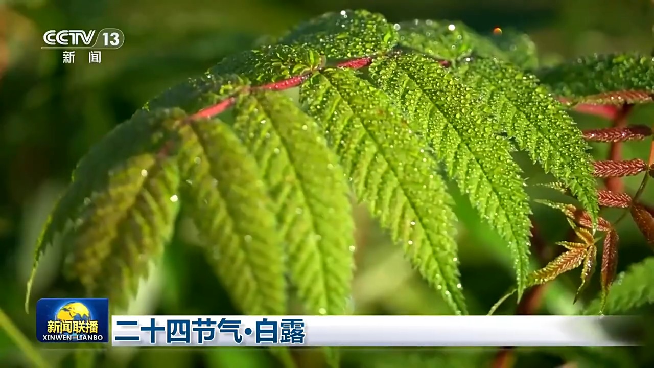 节气物候图鉴:白露至凉意生 全国玉露生凉地图看哪里率先迎秋凉